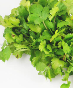 korianderblaetter-frisch-coriander-leaves-hara-dhania