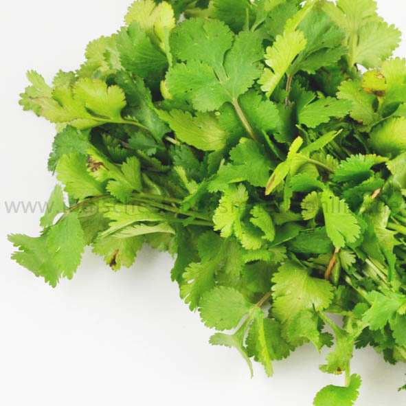 korianderblaetter-frisch-coriander-leaves-hara-dhania korianderblaetter-frisch-coriander-leaves-hara-dhania