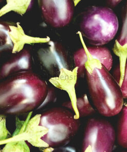 aubergine-frisch-egg-plant-brinjal-baingan-klein-indien
